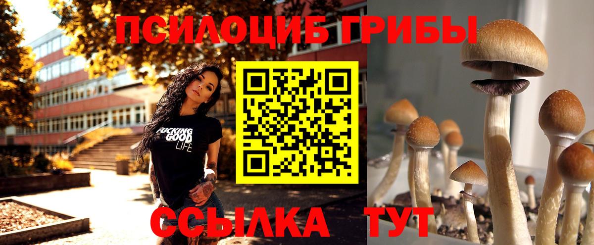 Псилоцибиновые грибы Cubensis Фурманов